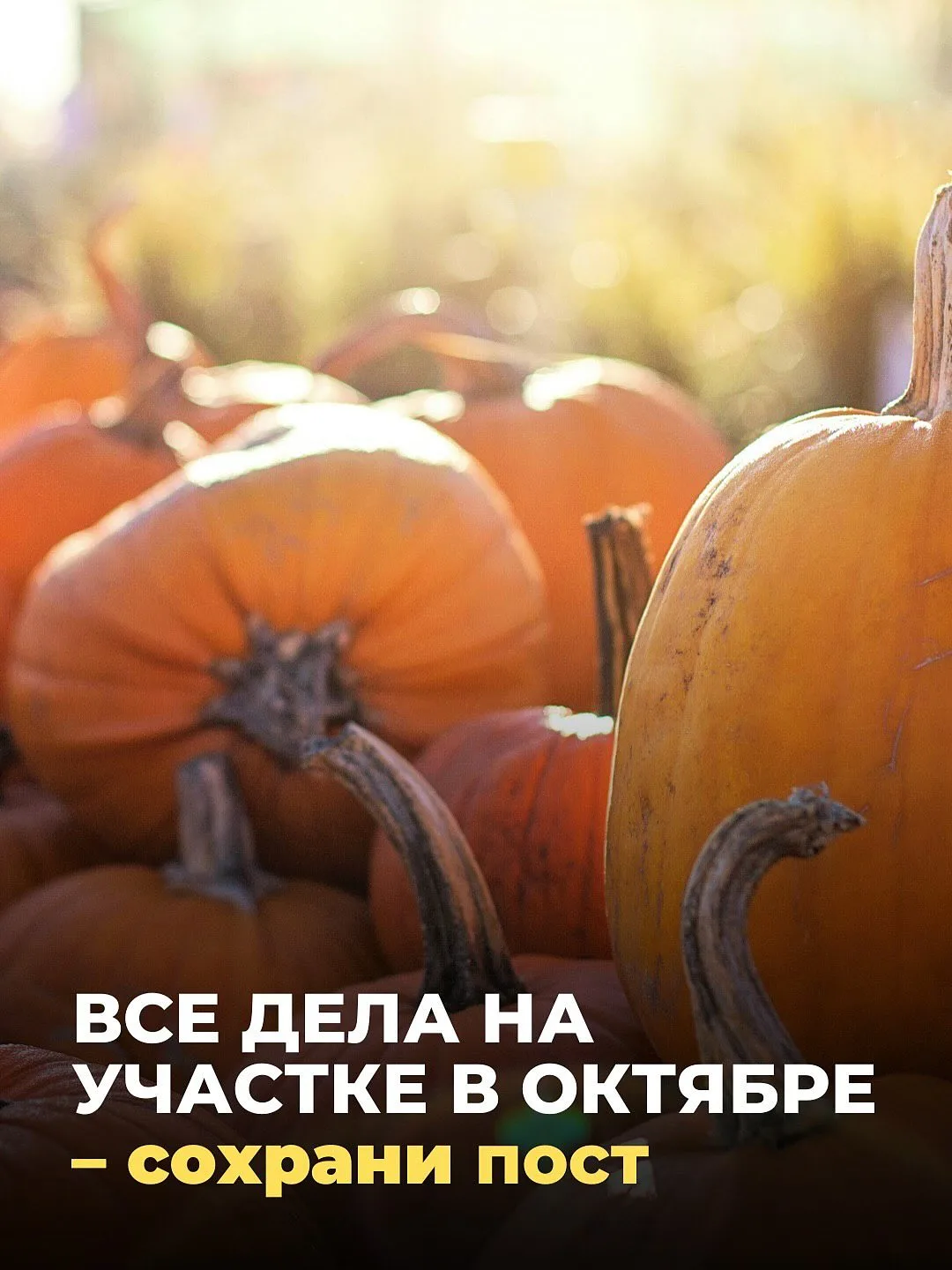 Октябрь — особенный месяц для дачников и садоводов🍁