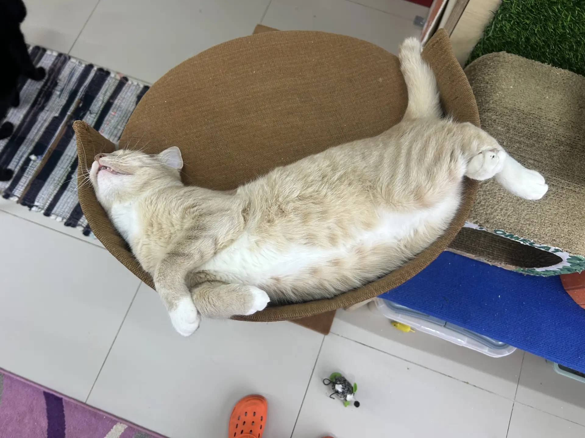 Быть самым тактильным котом Котеля не просто. Сёма уработался.