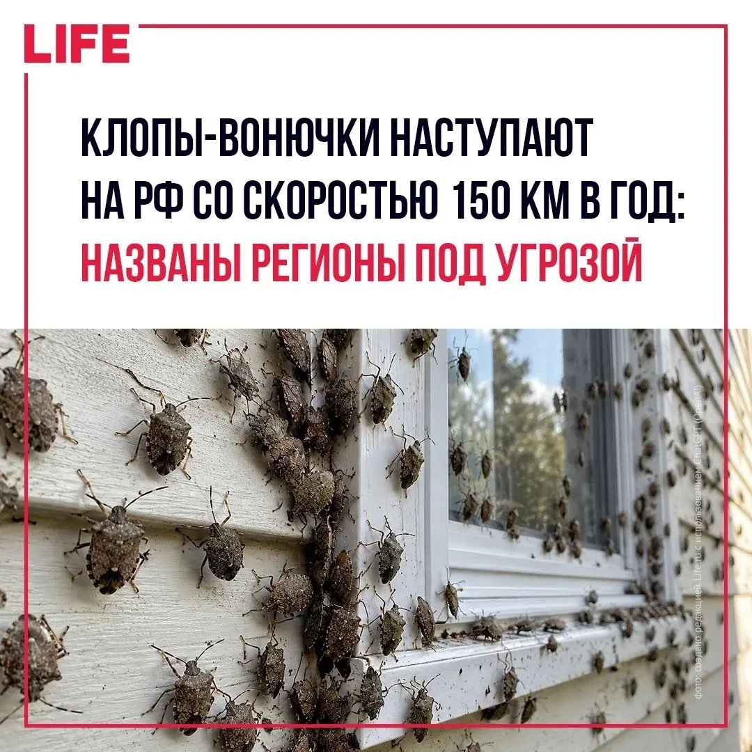 Массовое нашествие мраморных клопов, с которым столкнулись жители Краснодарского края, ...