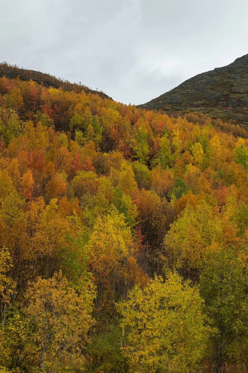 Осень в Кировске 🍂