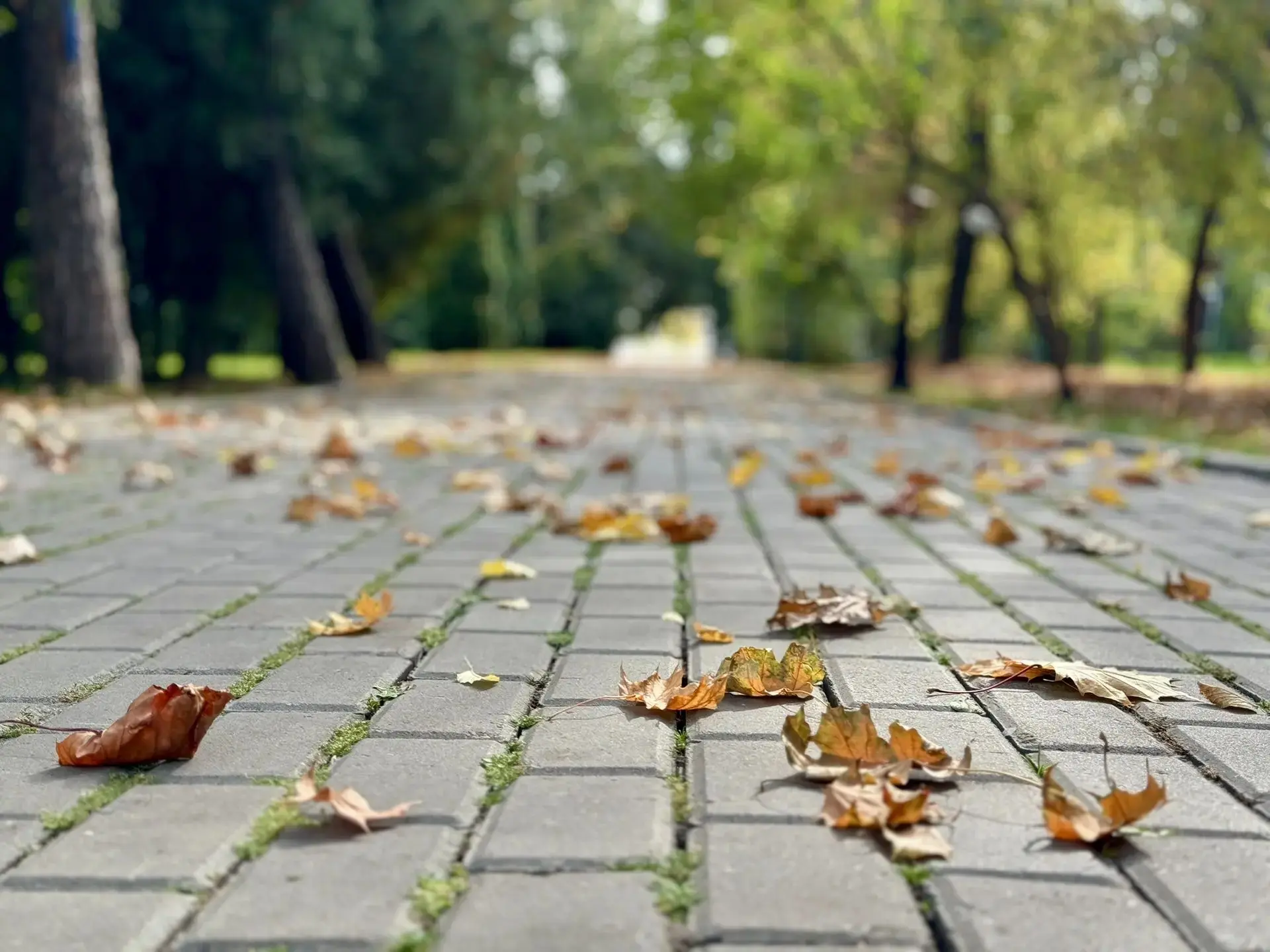 🍂Есть короткие периоды в году, когда Владимирский сад становится невероятно красивым.