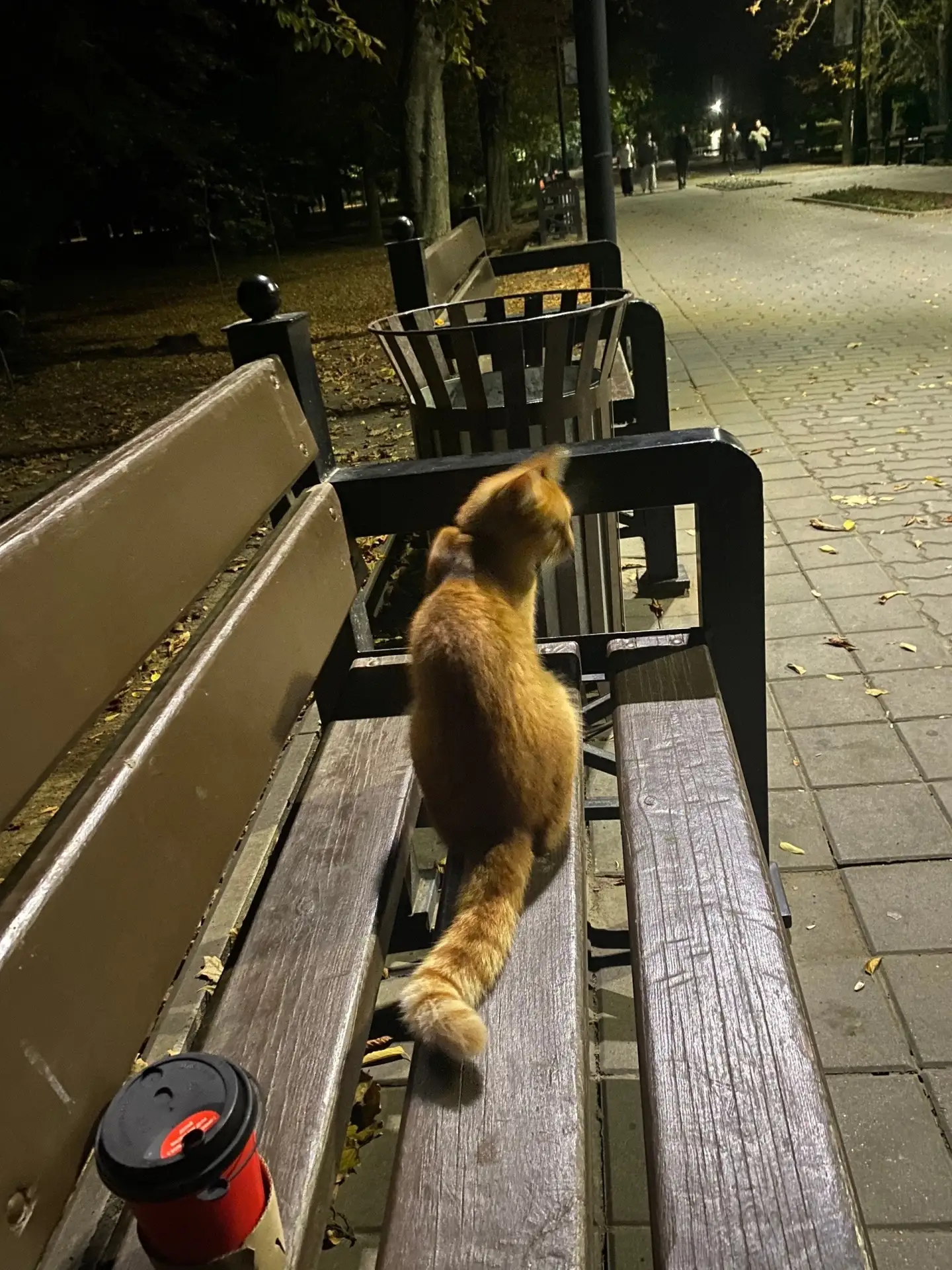 Котика ни кто не терял?