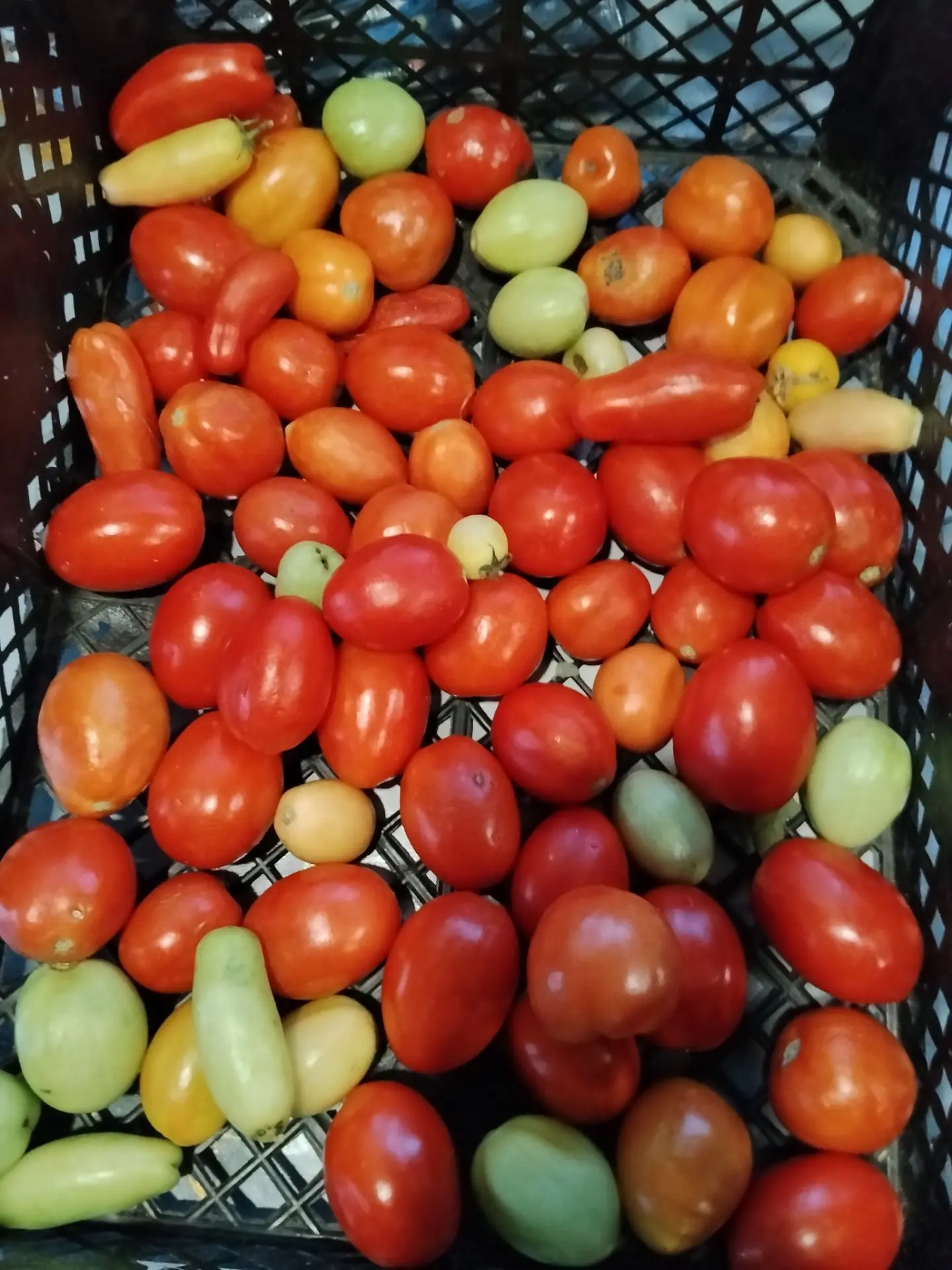 Помидоры ещё краснеют. Зелёные снимала, последние. 🍅🍅🍅