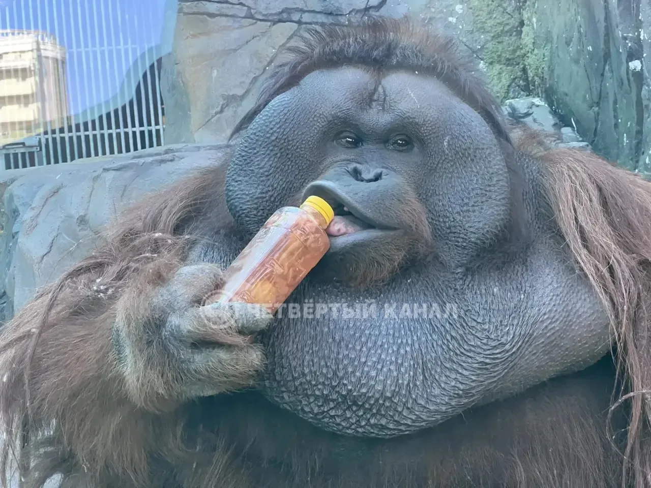 Теплые пледы собирают для орангутана.