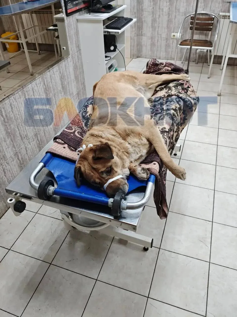 😱 Собаку-поводыря сбили на Вавилова и бросили у дороги