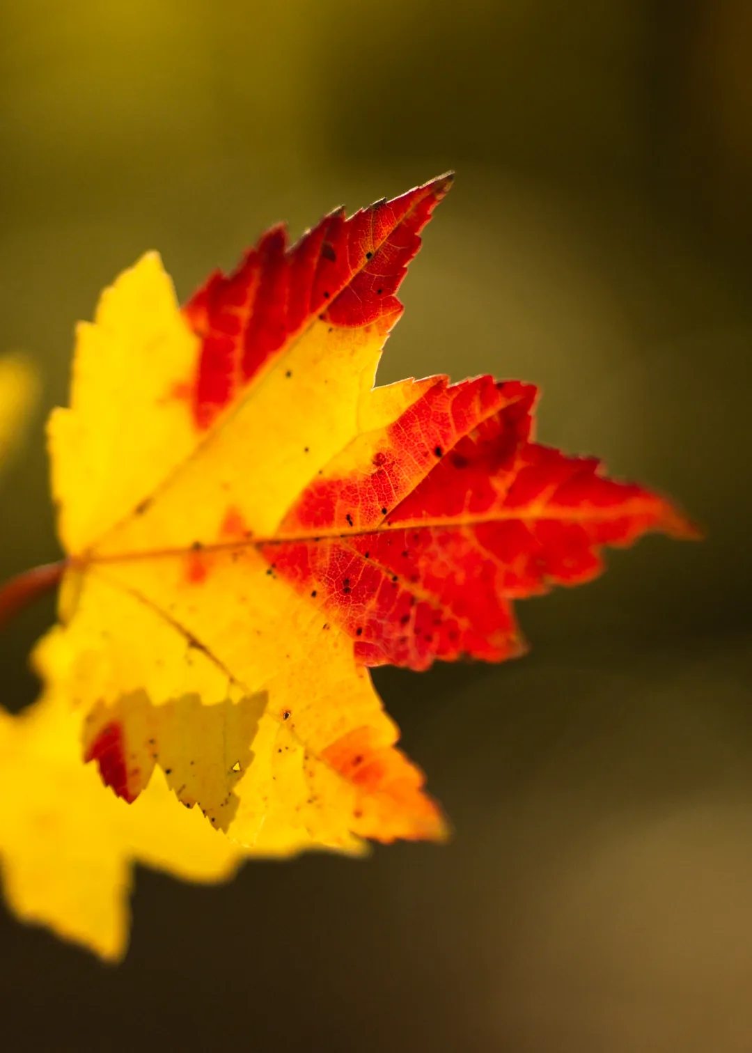 15 октября отмечается День собирания осенних листьев! 🍁