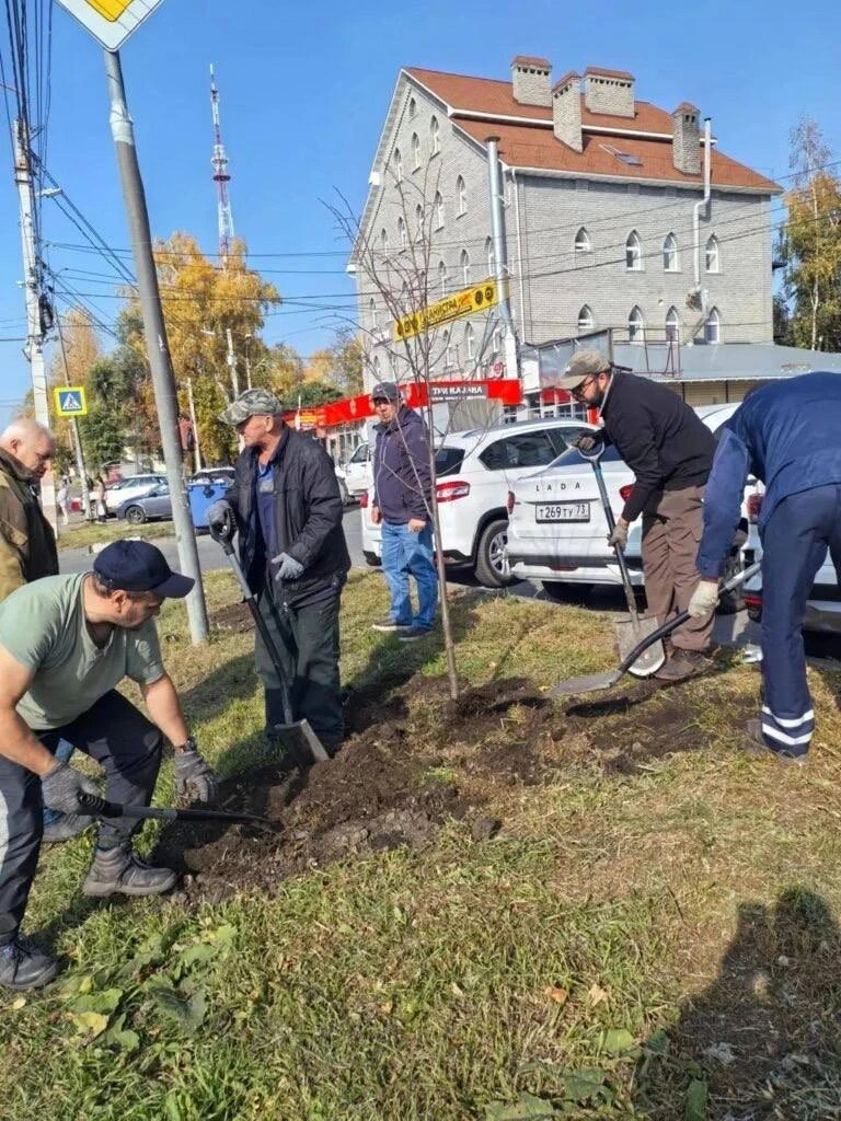🌳 На проспекте Нариманова высадили молодые липы.