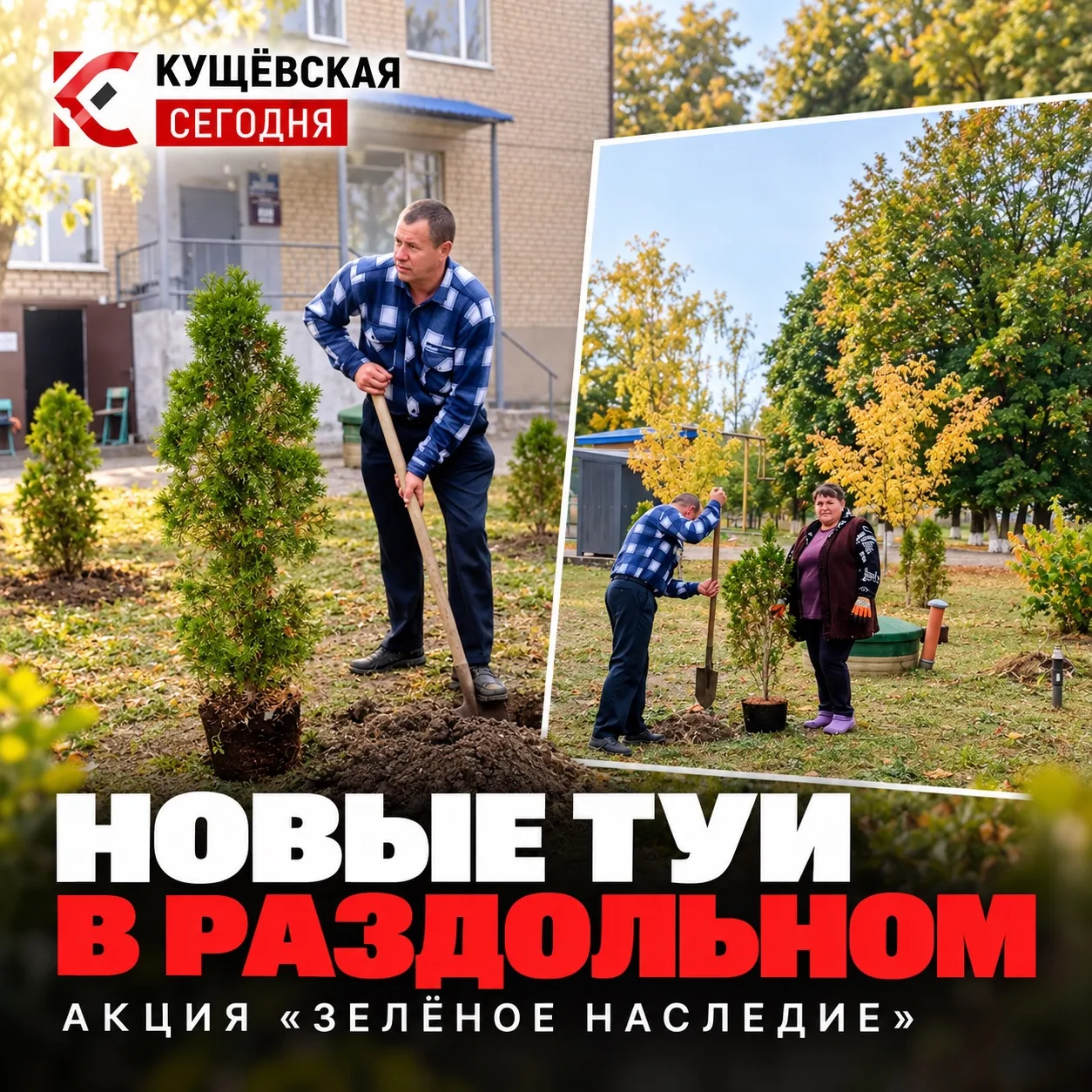 🌳 Новые туи в Раздольном