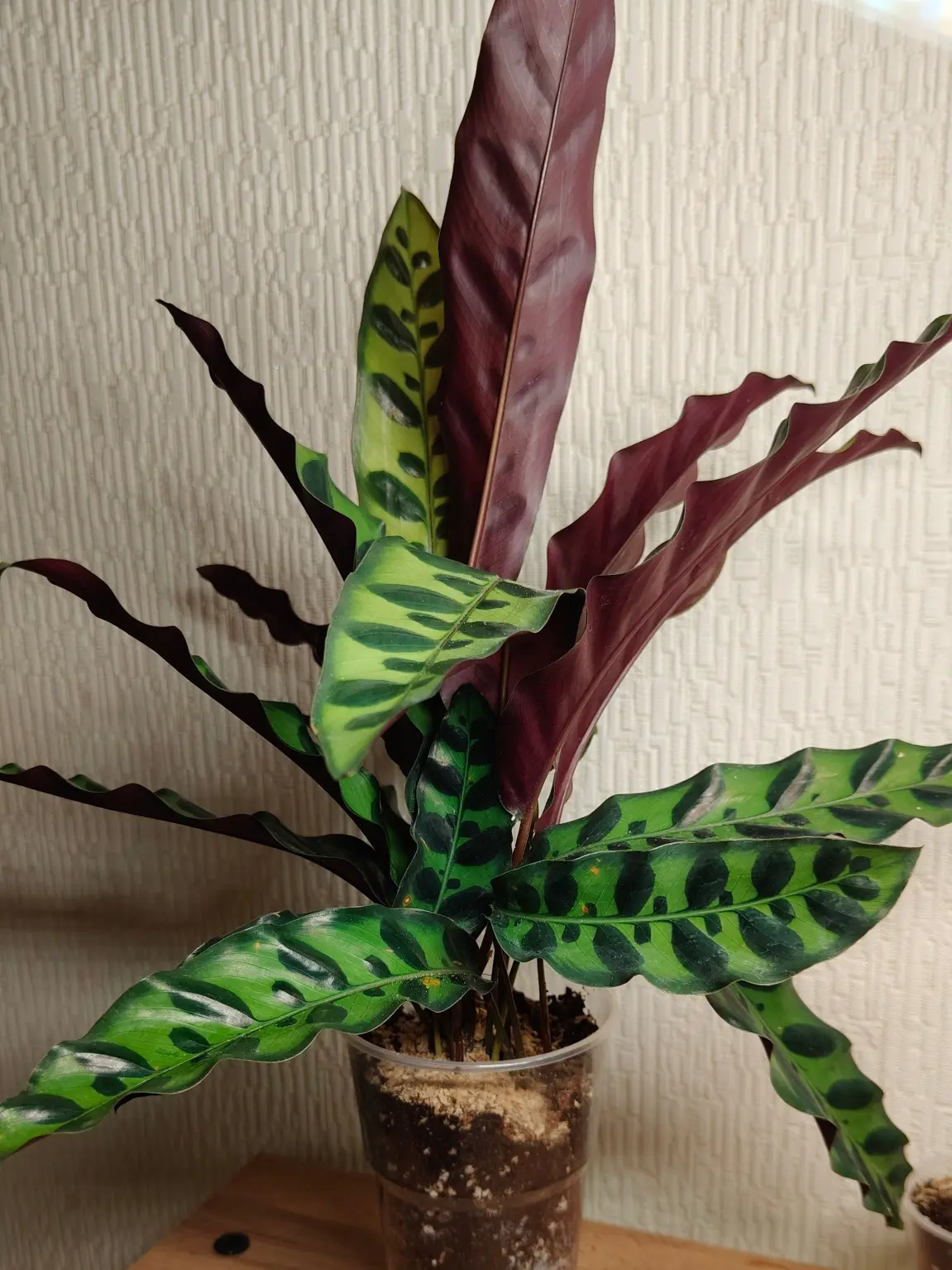Калатея Lancifolia (Лансифолия)