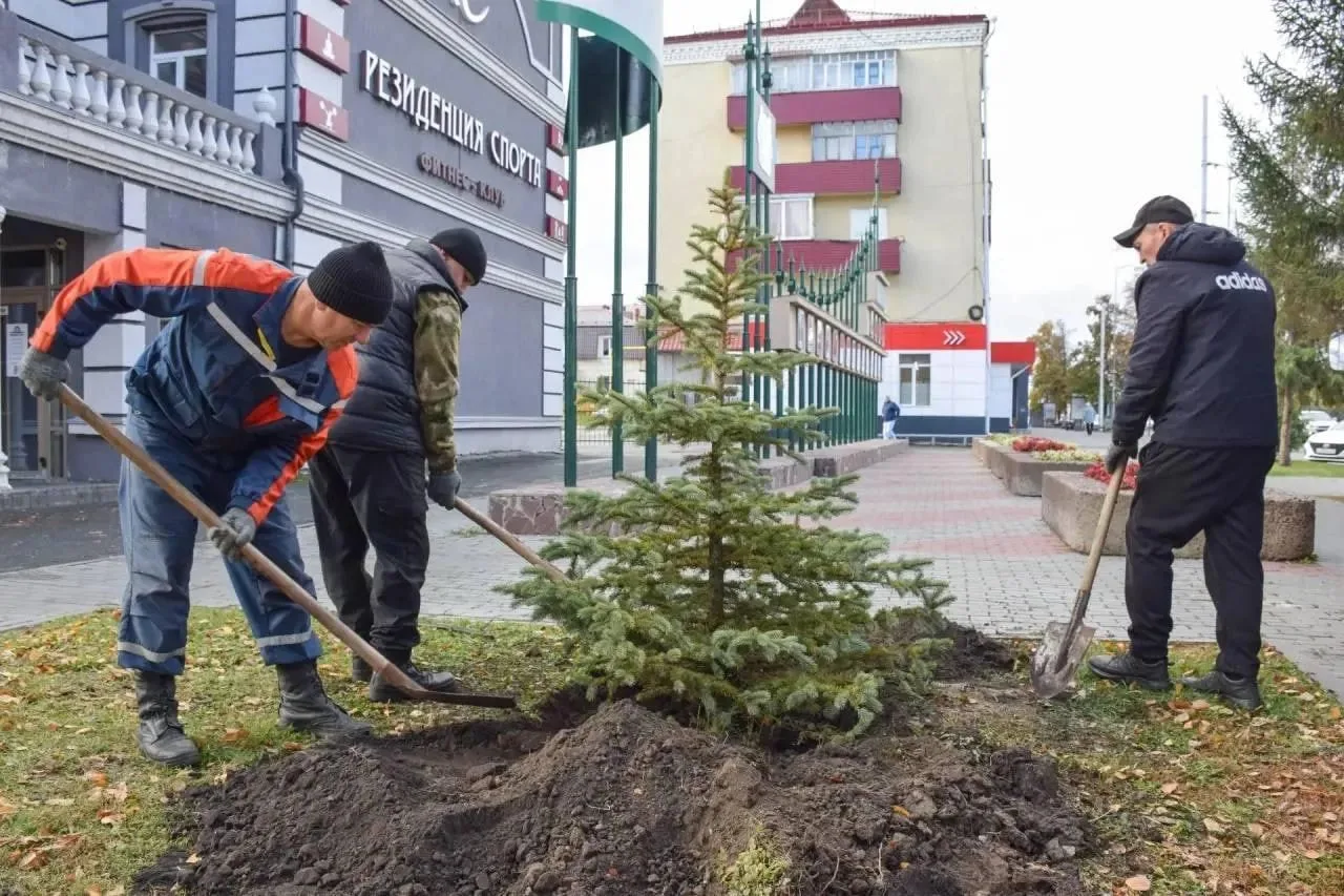 🌳 В центре Кургана высадили голубые ели и кусты кизильника