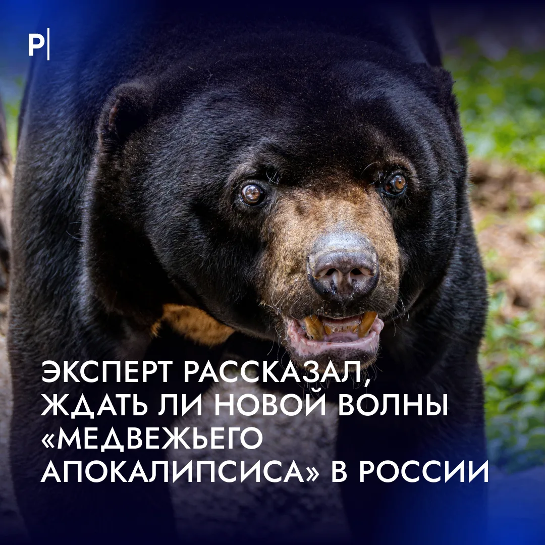 🐻 Голодные медведи будут нападать на россиян зимой и весной.