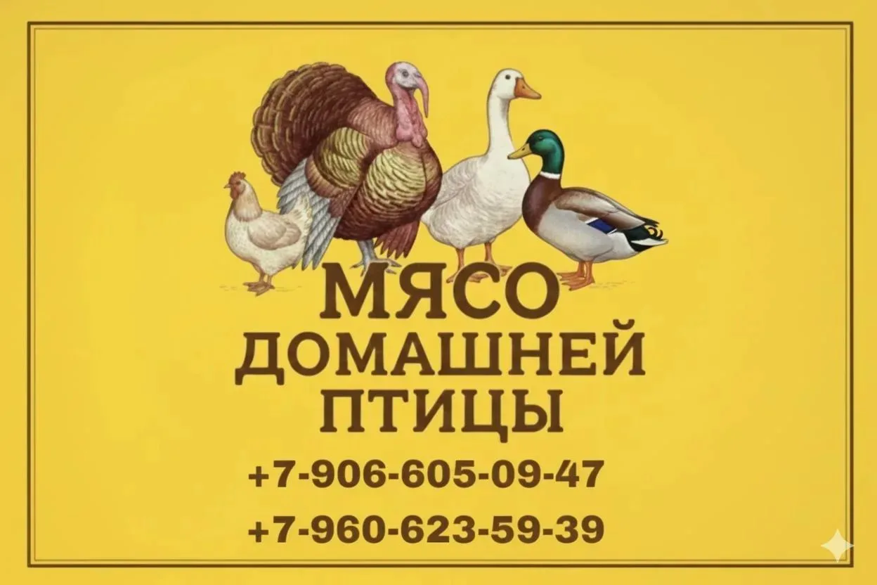 Шебекино. Бройлер. Утка. Гусь.