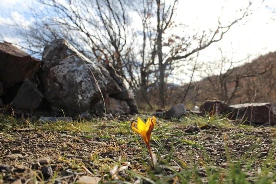 В Крыму начался сезон цветения редких крокусов 😍