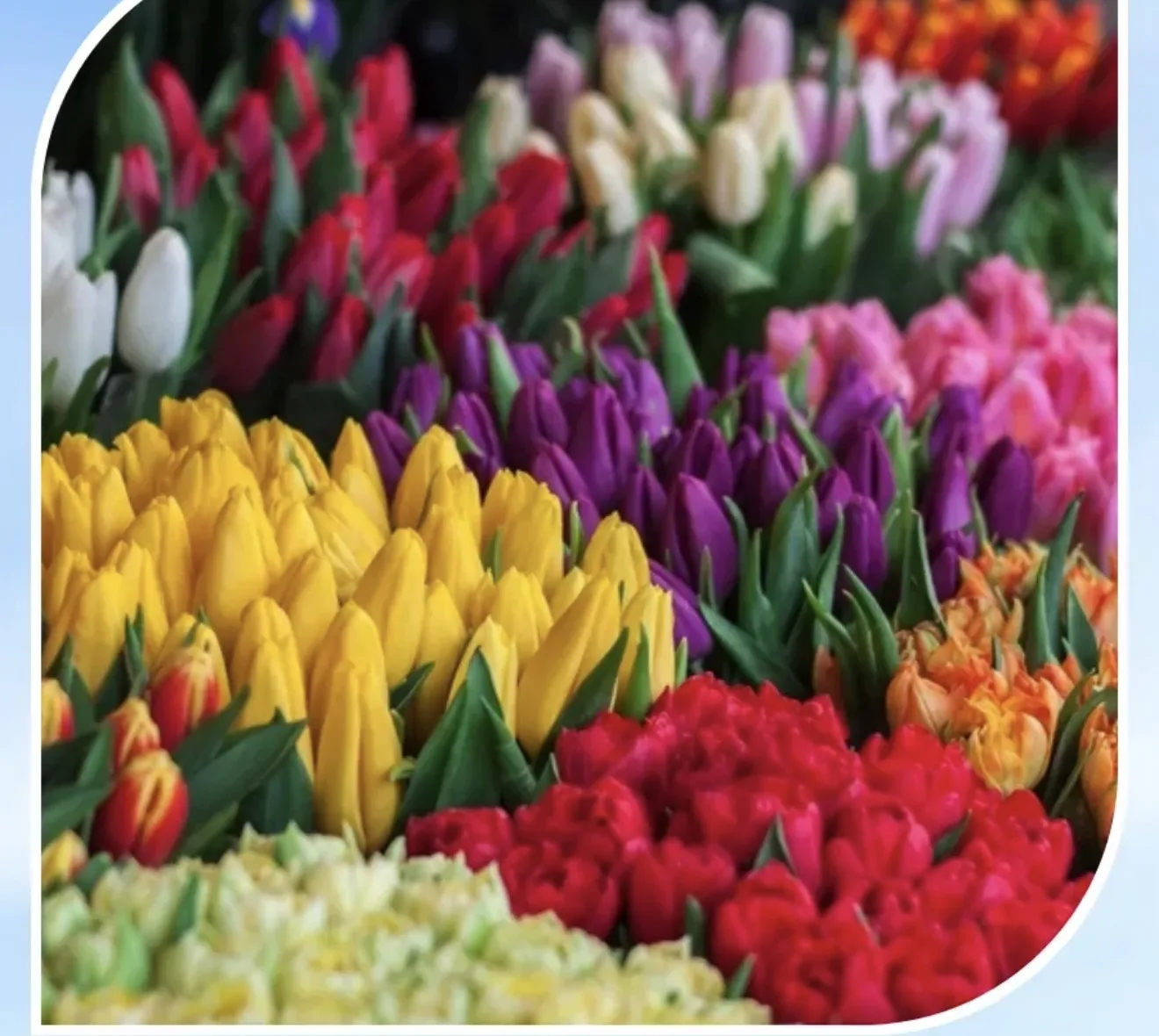 Вот такие тюльпаны должны у меня вырасти на следующий год 🌷🌷🌷.