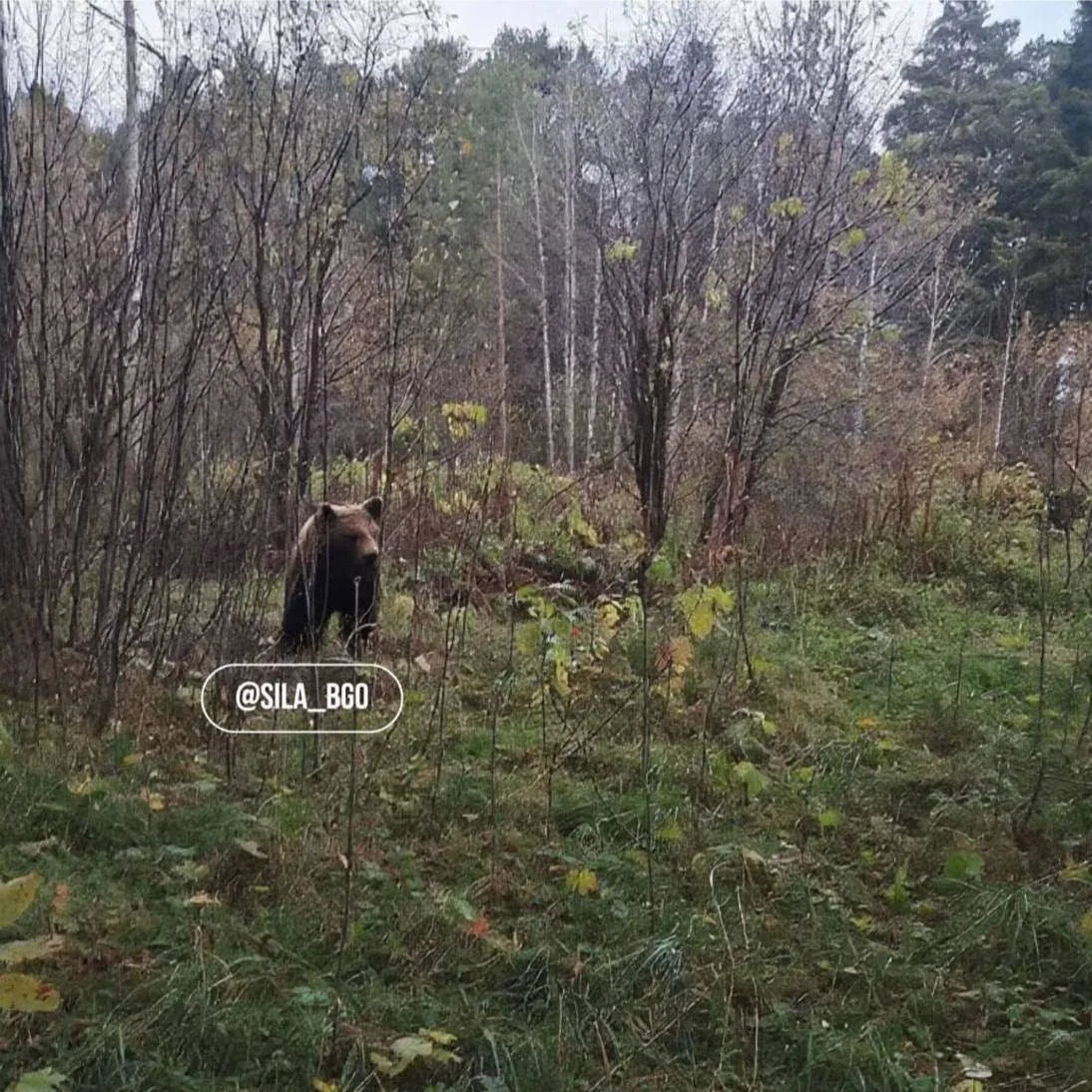 🐻 Местные сообщают, что в Берёзовском заметили медведя