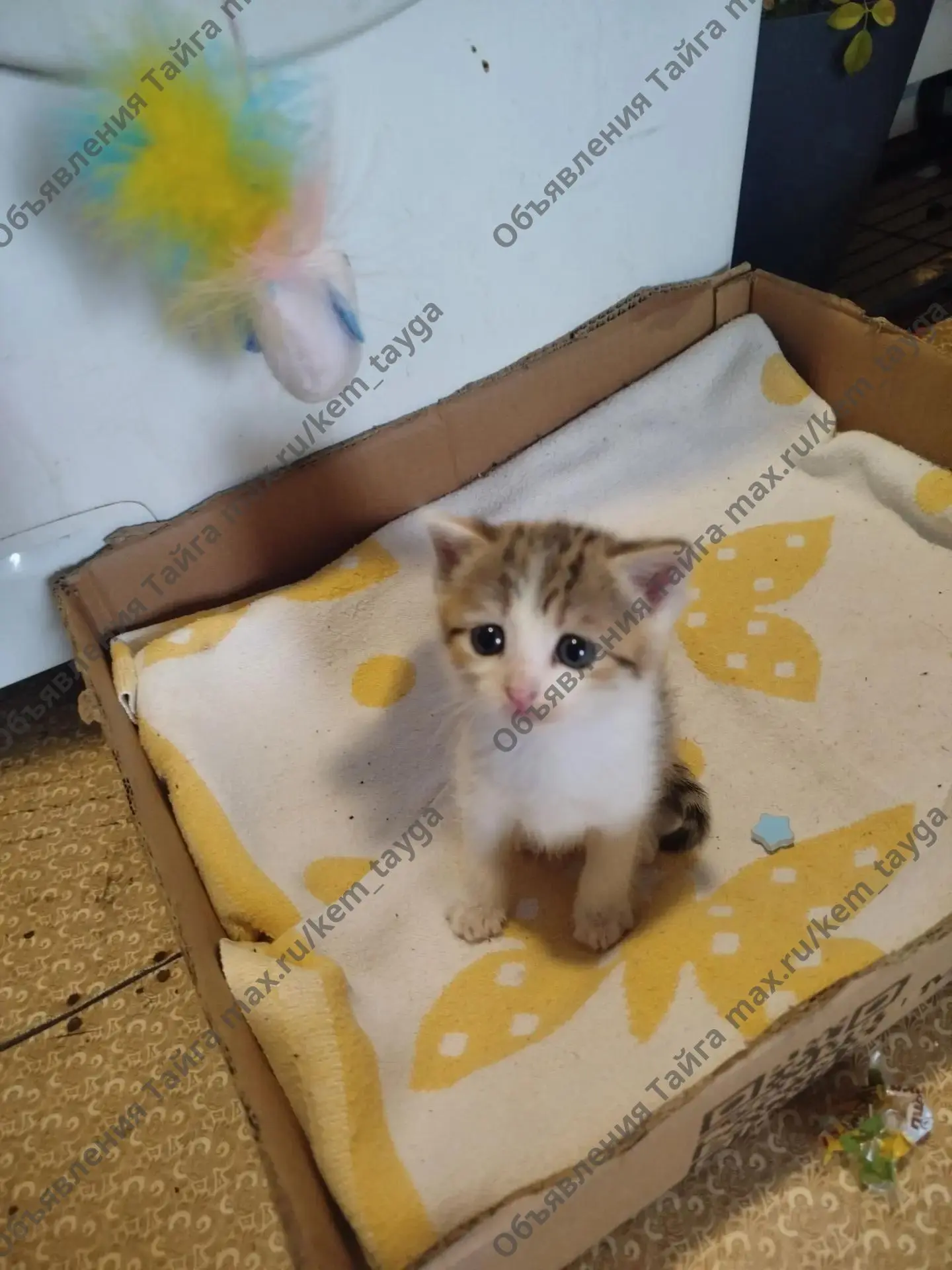 Отдам котенка девочка,1 месяц, ест всё, ходит в лоток
