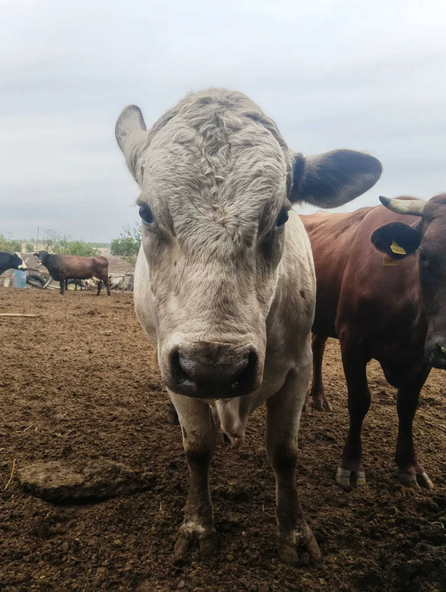 🐄 Диспансеризация и маркирование: двойная защита вашего хозяйства