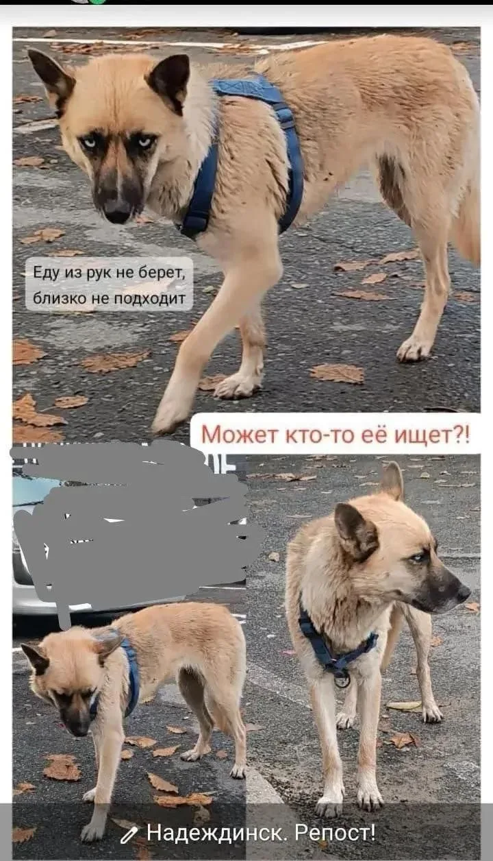 Вольно - Надеждинское. Бродит давно, уже сильно исхудал.