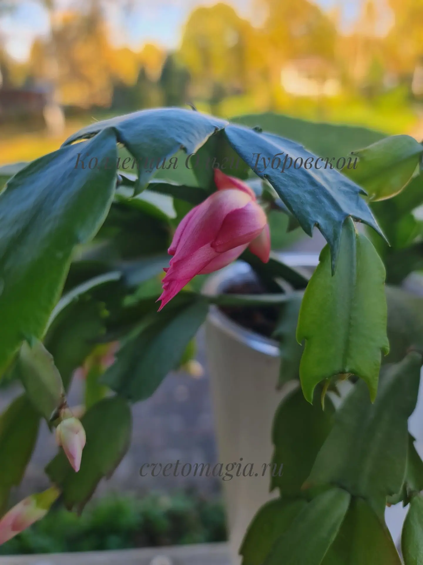 Готовимся к обильному цветению🌺💕🌺