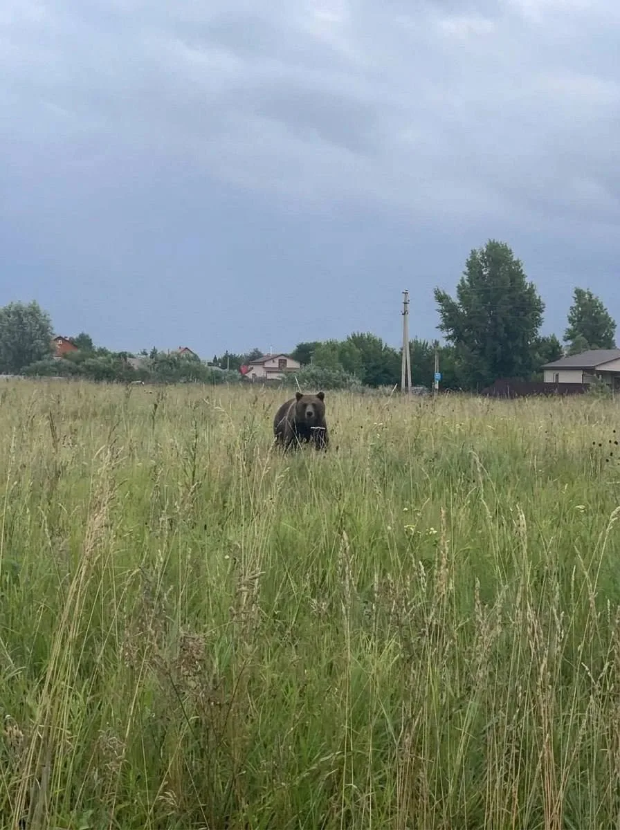 В Колыванском районе между снт Маяк и Ермак заметили медведя — сообщают местные жители