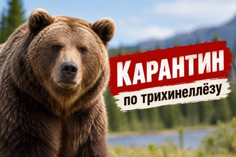 В Минусинском округе на год ввели карантин по трихинеллёзу