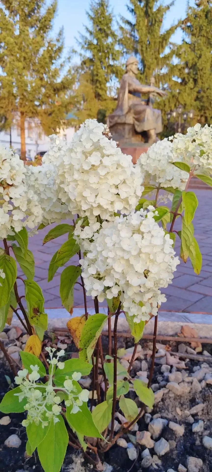 🌳 Больше деревьев - хороших и разных!