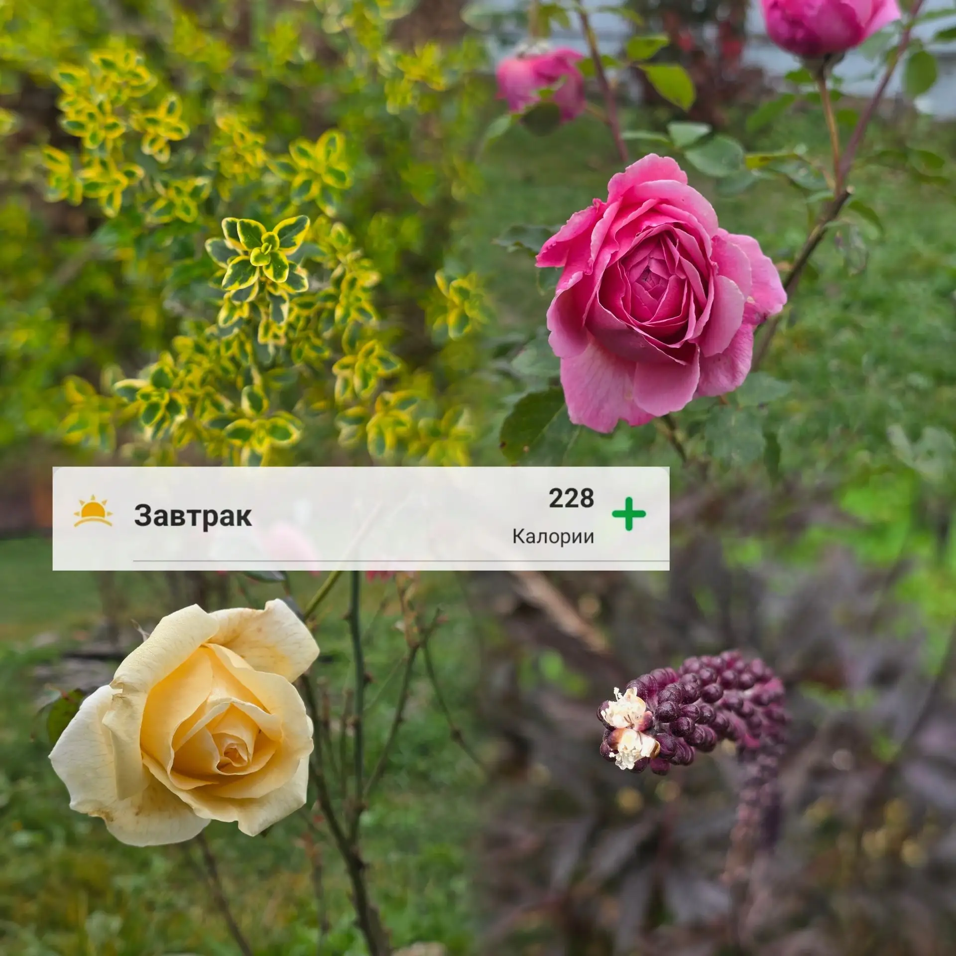 Дачное утро✨