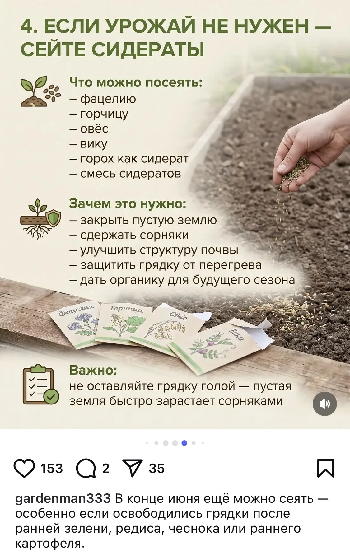 Зачем сеять сидератные культуры🖇️