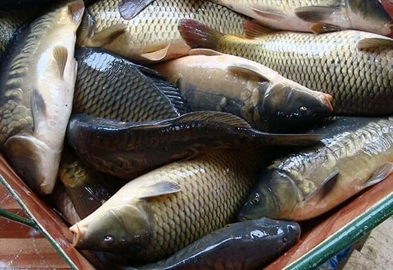 Здравствуйте,продаю живую рыбу