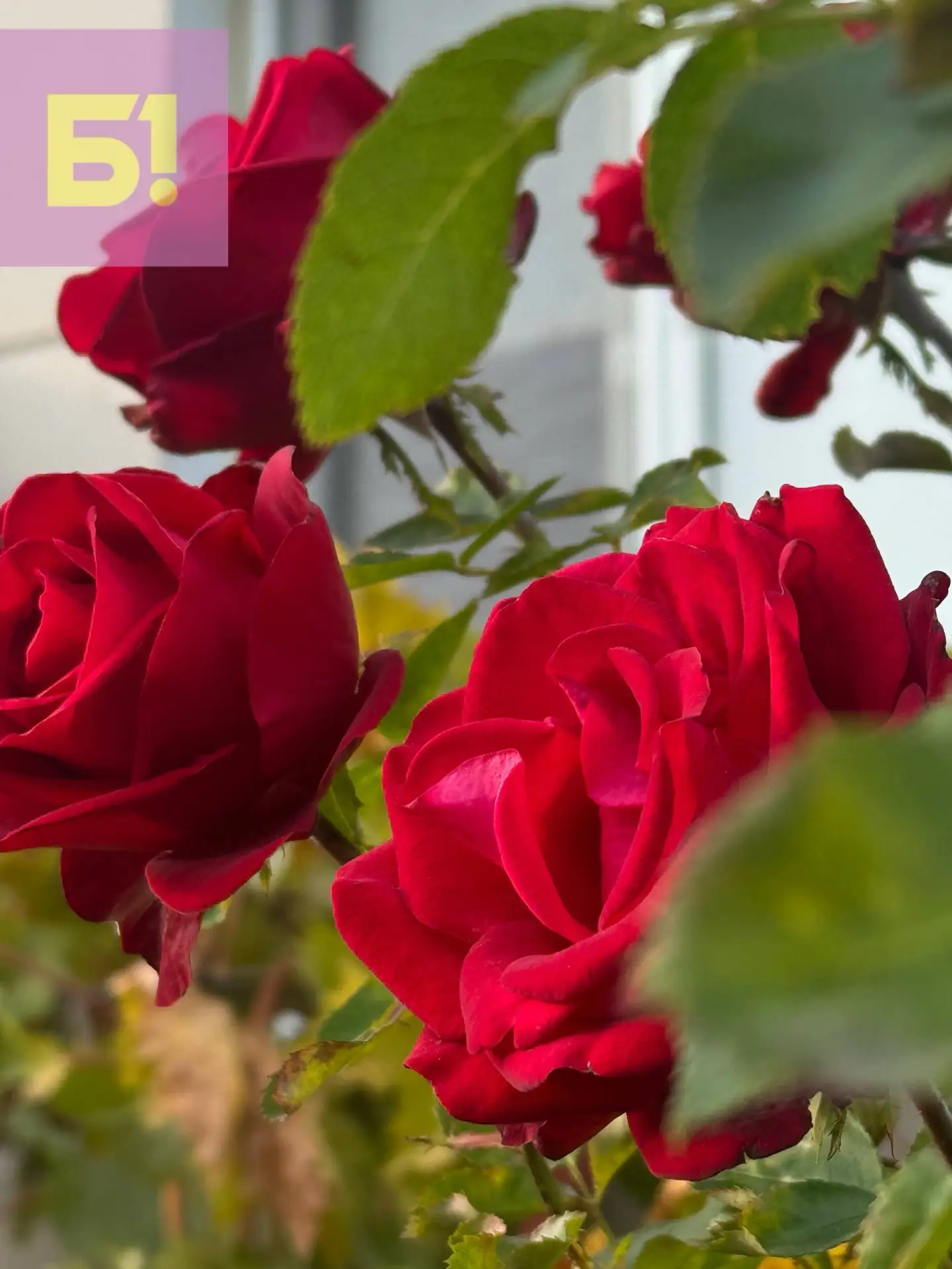 Яркие краски белгородского двора в объективе 🌹