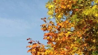 🌡️ В Самарской области 13 октября обновили температурные рекорды.