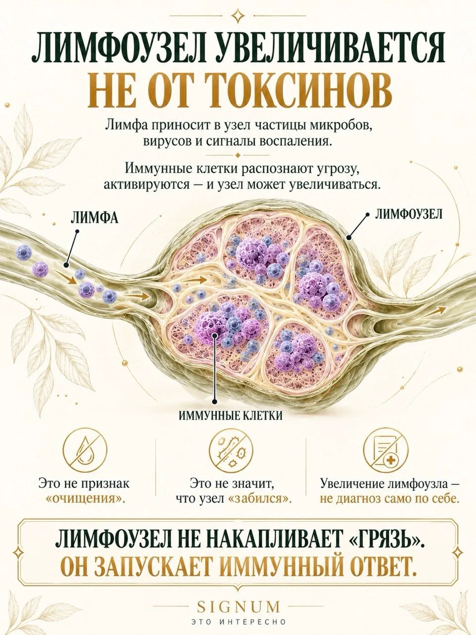 🧬 ПОЧЕМУ ЛИМФОУЗЕЛ «ЗНАЕТ», ГДЕ У ВАС ПРОБЛЕМА?