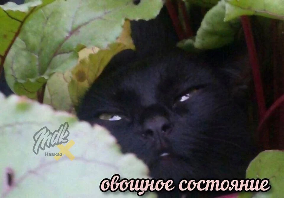Я в пятницу: