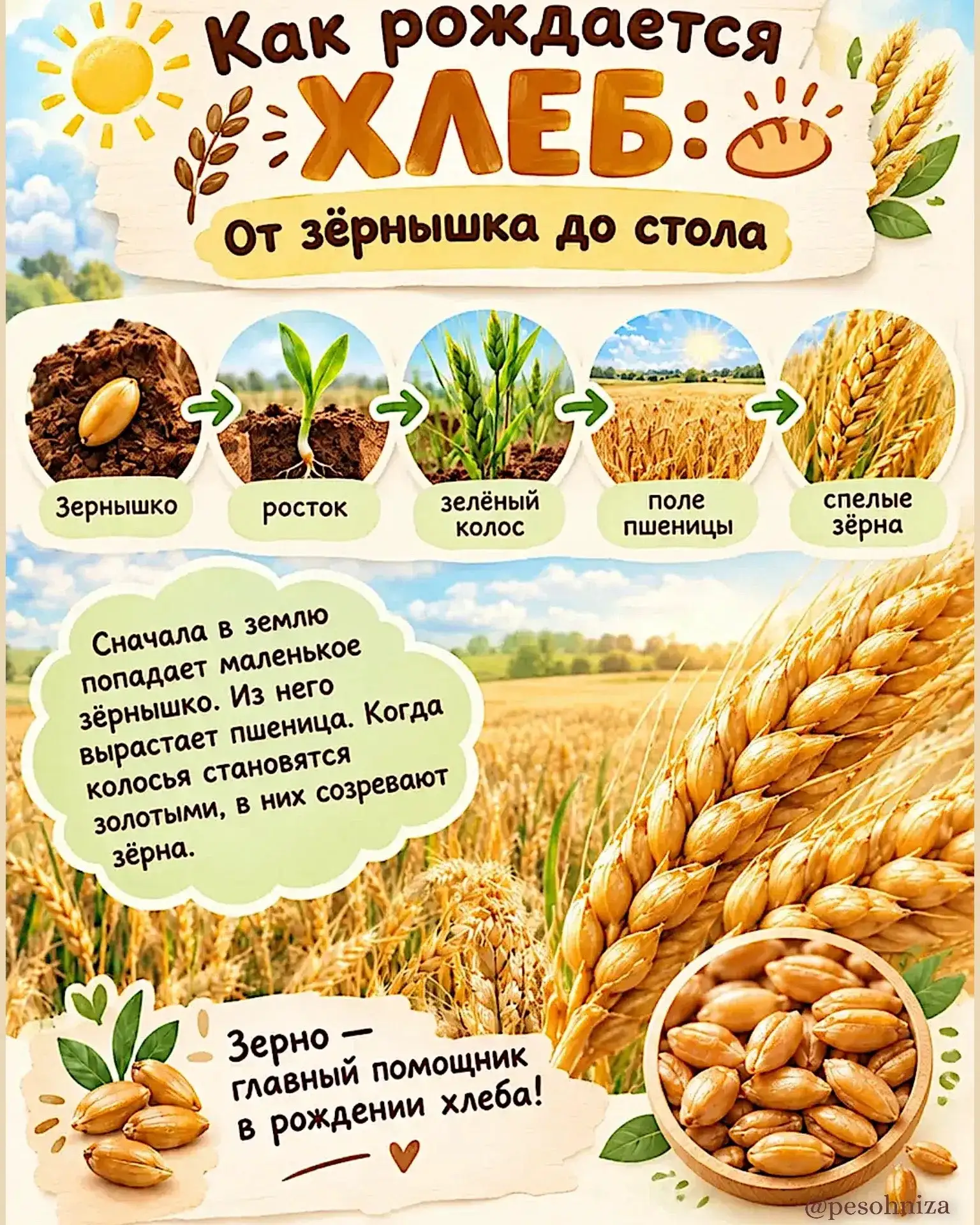 КАК РОЖДАЕТСЯ ХЛЕБ? 🍞