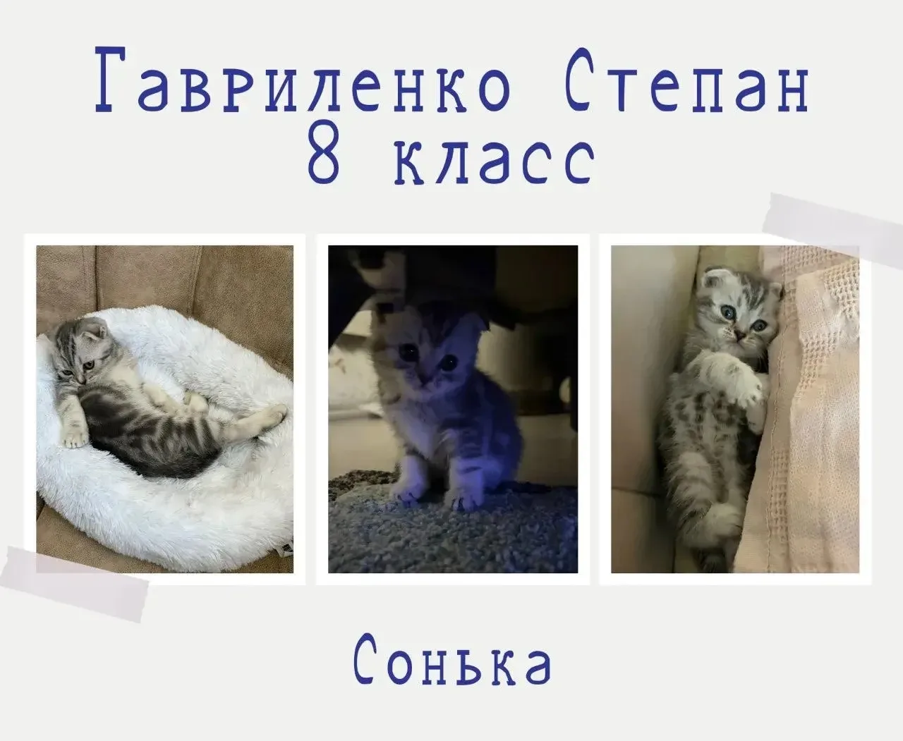 🐾 Внимание, любители пушистиков, пернатых и чешуйчатых! Финал близко! 🐾