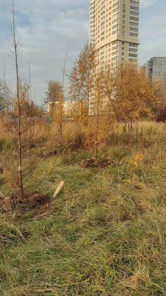 🌲 Со стороны домов 7 и 9 на Крылатских Холмах высадили несколько молодых лиственниц.