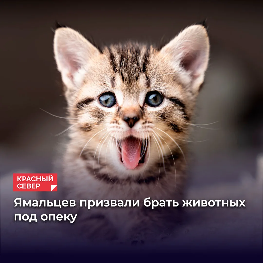 🐾 Депутат Максим Солодов из Ноябрьска вместе с семьей оформил опеку над котом из приют...