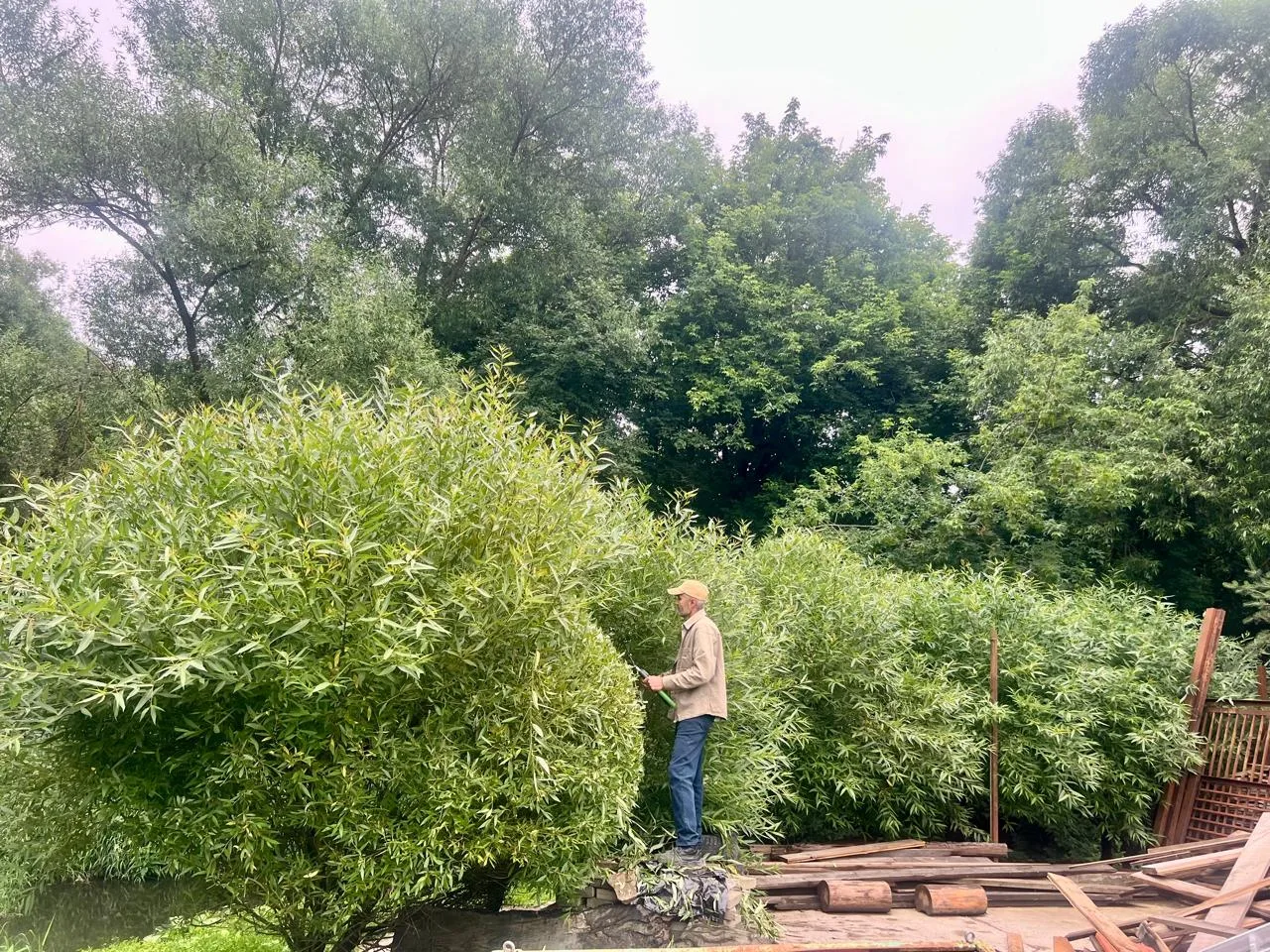 🌳🌳🌳🌳🌳