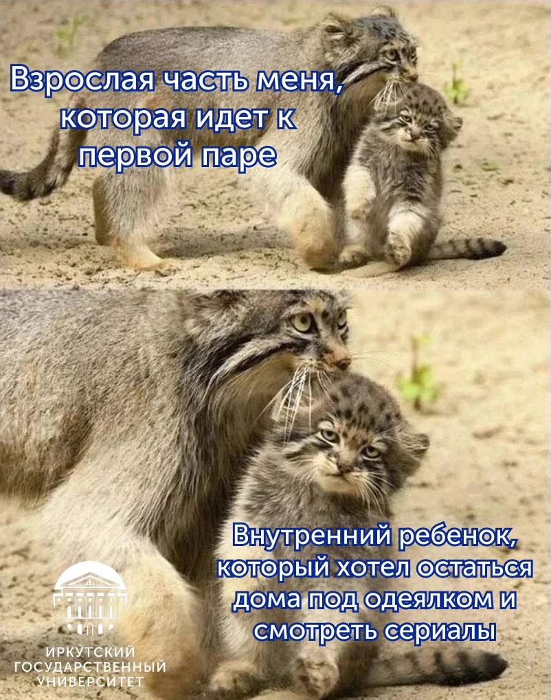 В пятницу пары даже начинают казаться сложнее, чем в другие дни🤯
