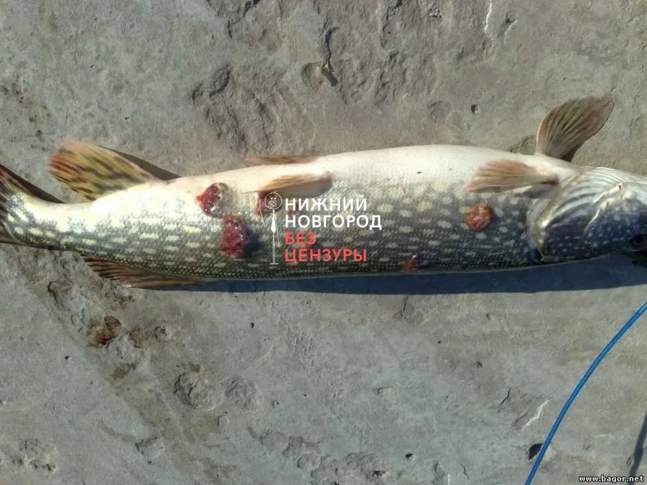 🐟 Щучья чума распространяется в водоёмах Нижегородской области.