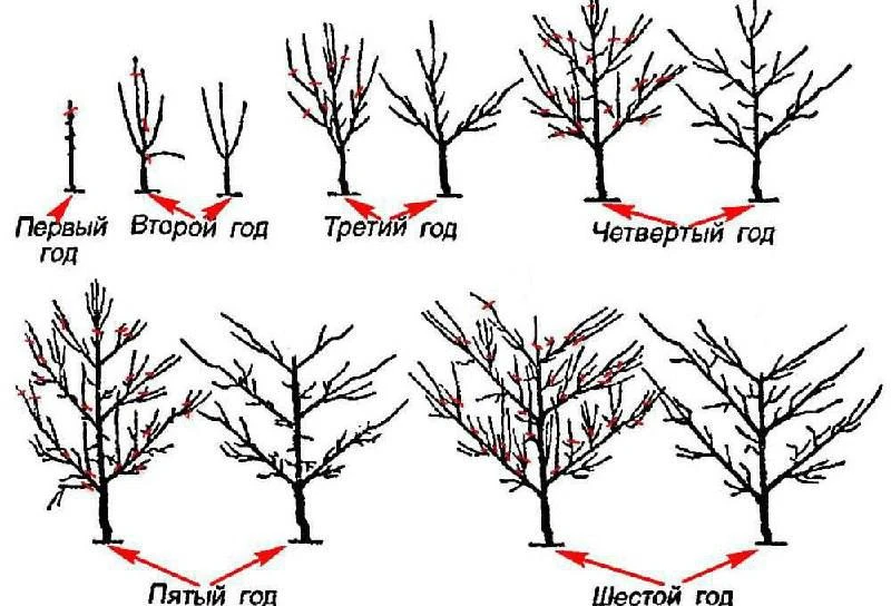 🌳 Обрезка и формирование саженцев плодовых деревьев