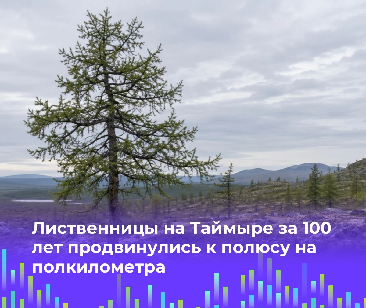 🌲 Лиственницы на Таймыре за 100 лет продвинулись к полюсу на полкилометра