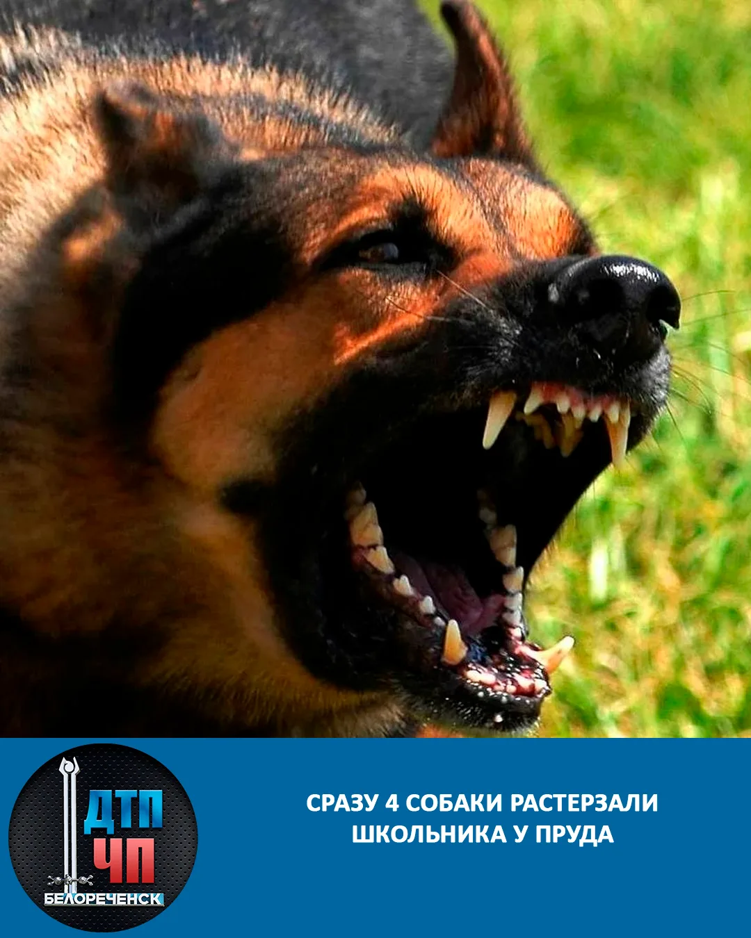 🔴Сразу четыре собаки растерзали школьника у пруда в Курганинске. Мальчик в искусственн...