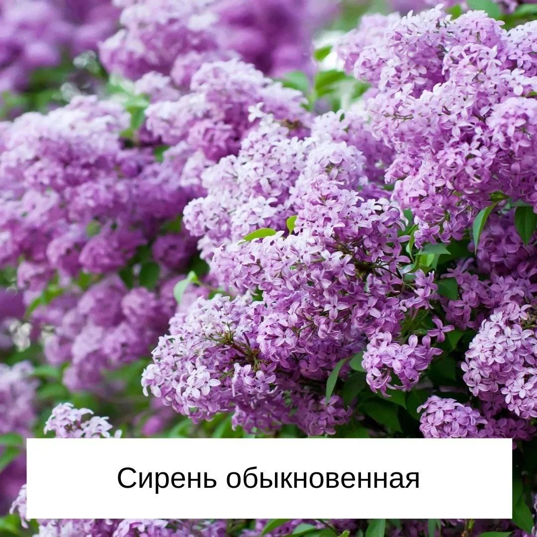 Что посадить рядом с сиренью