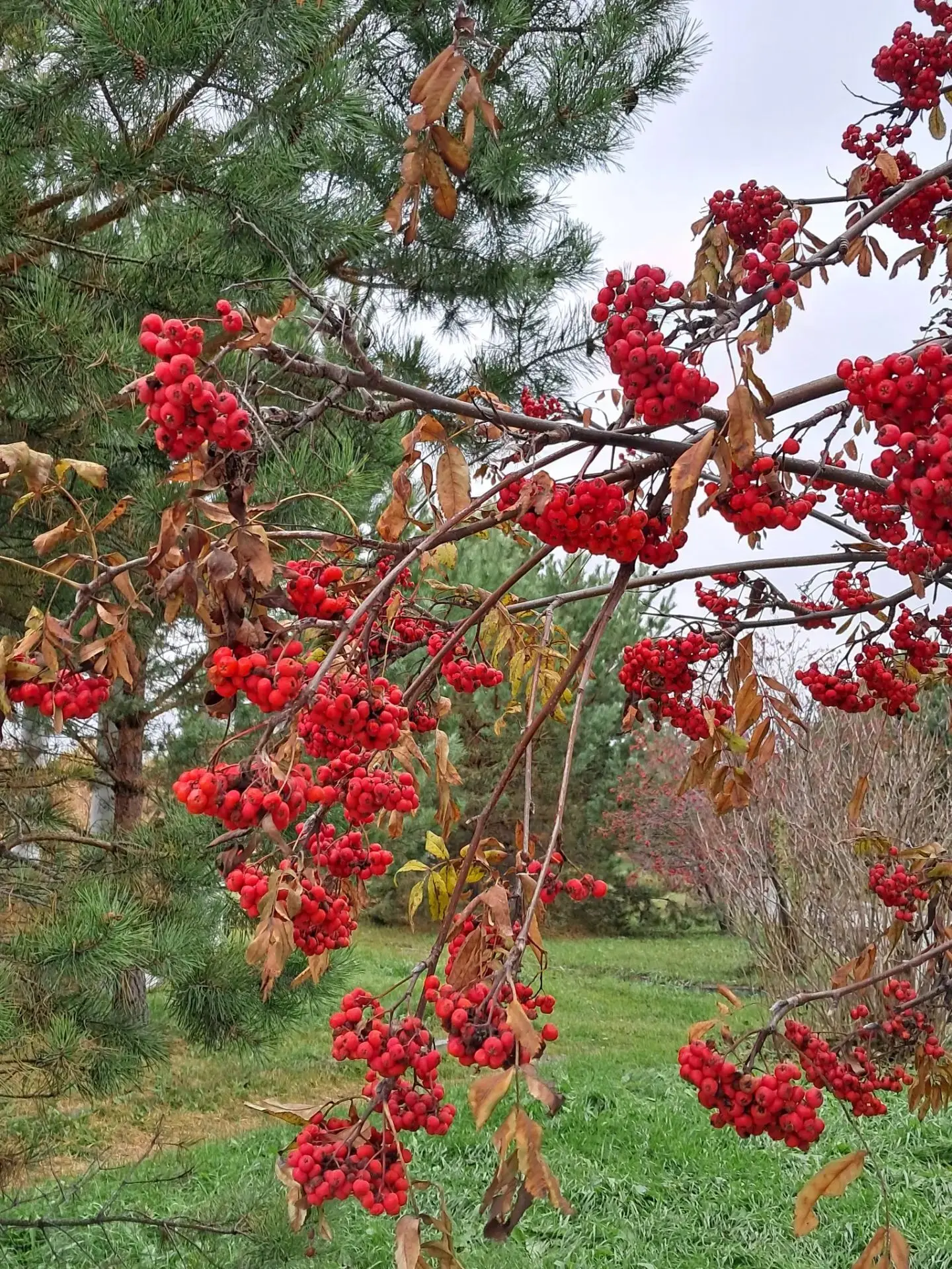 Приглашаем Вас с ребенком пройтись 🐿 🍂🍁🌼 по ЭКО- ТРОПЕ