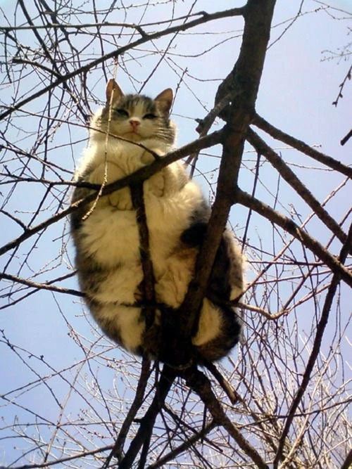 🐻 В Челябинской области кошку приняли за медведя