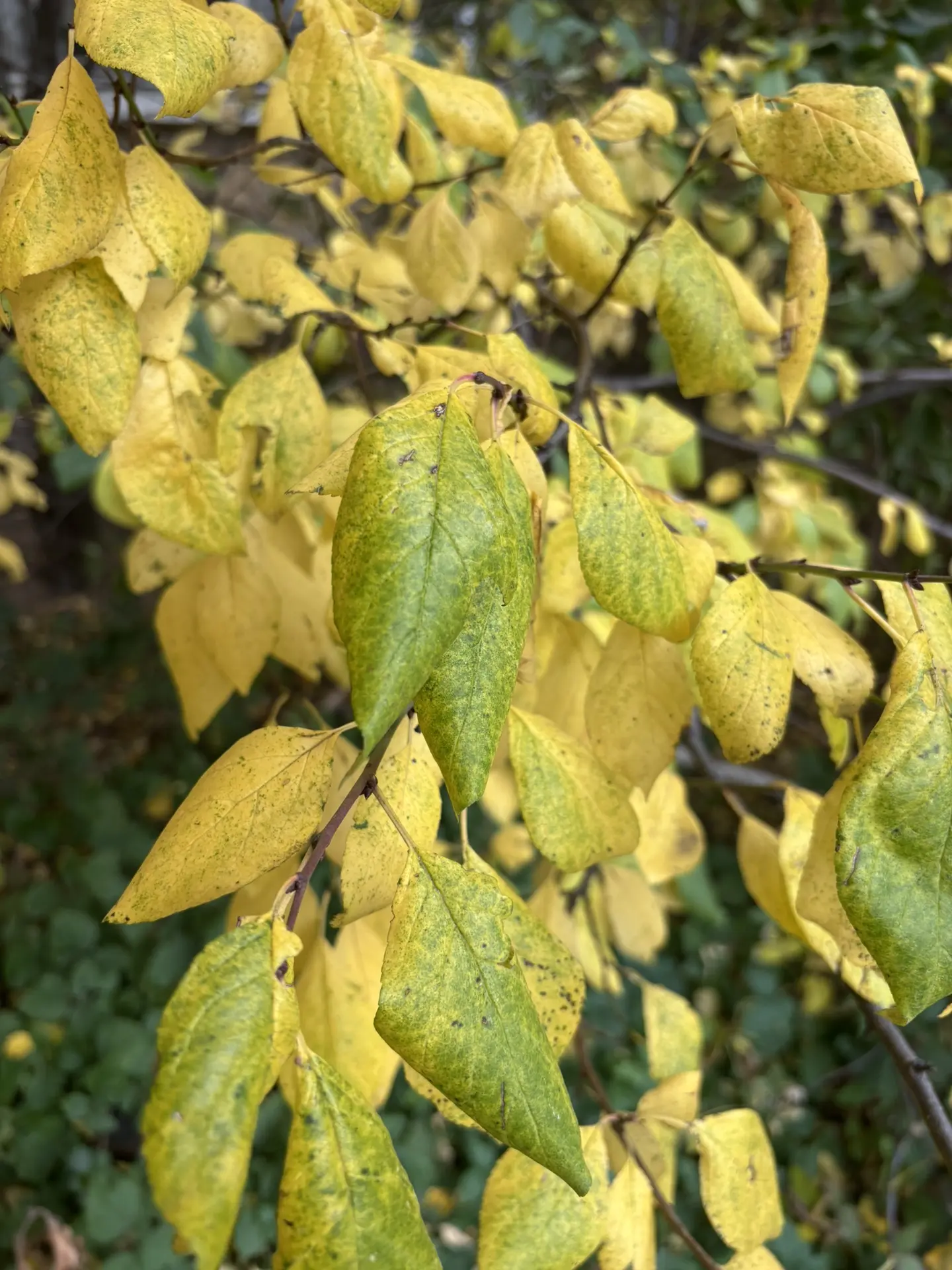Красивые цвета осени 🍁🍂