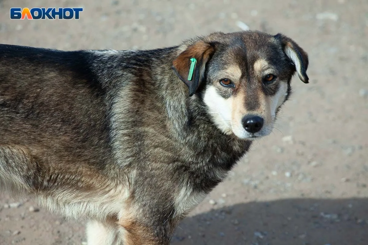 🐕 В Волжском пожаловались на подорожание куриных голов для собак