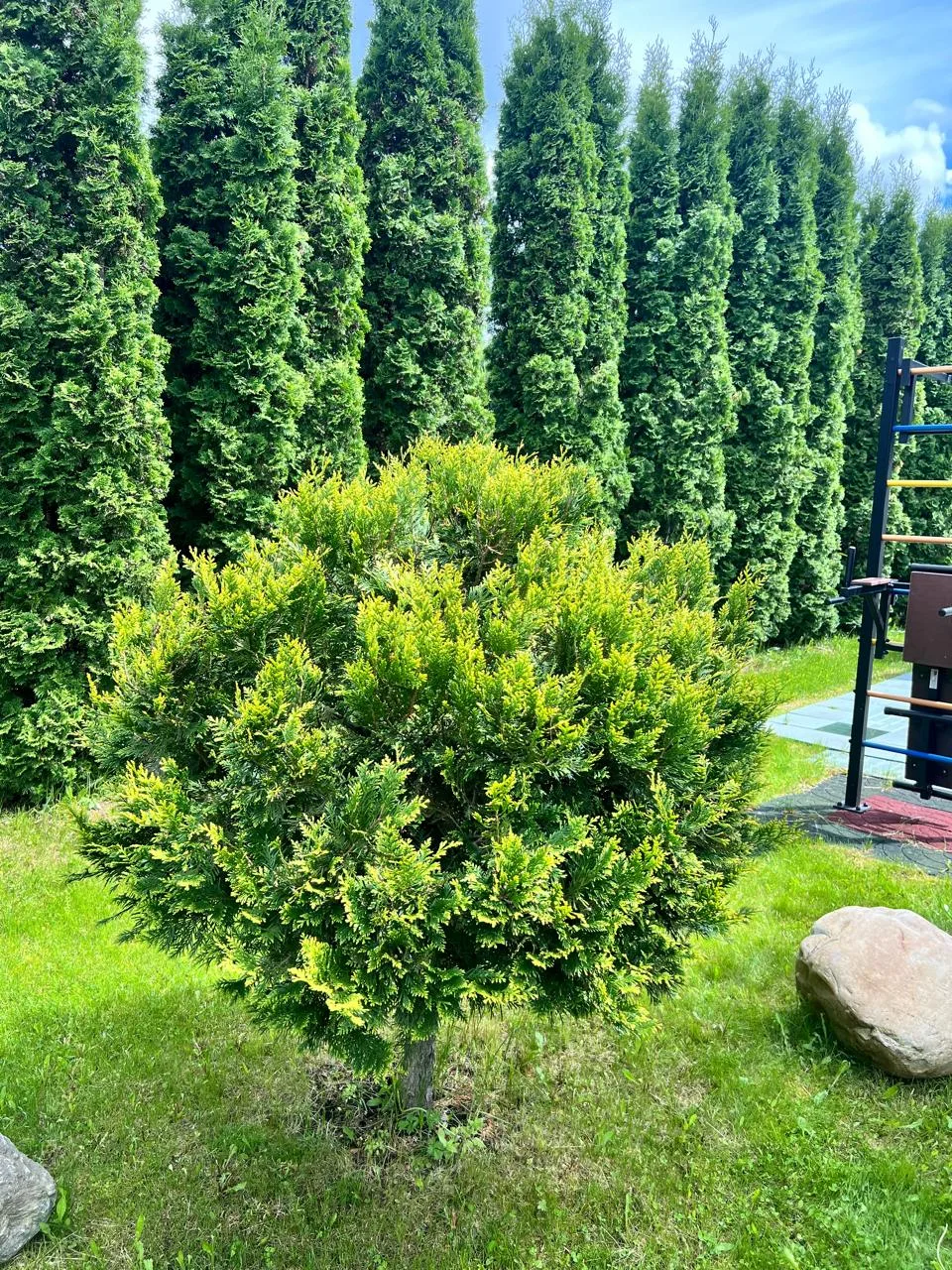 🌳🌳🌳🌳🌳