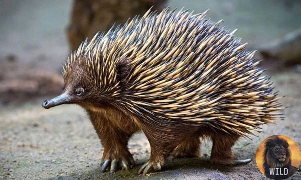 Австралийская ехидна! 🦔